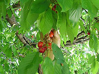 Cerises cueillies sur l'arbre