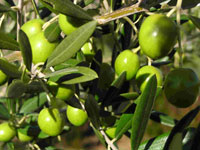 Olives du pays